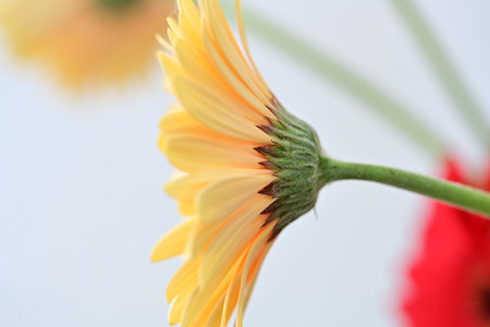 gerbera flower isolated on a white background. macro. selective focusの写真素材