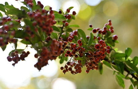 Pyracantha coccinea fruit on the tree in autumn