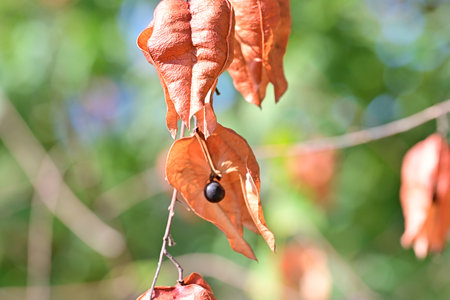 Acer platanoides fruits on the tree in autumn season.の写真素材