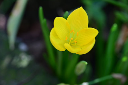 yellow crocus in the garden in spring, closeup of photo