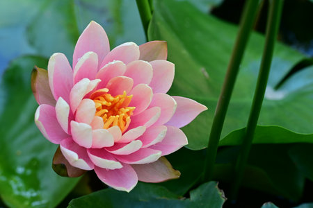 Pink lotus flower blooming in the pond with green leaf backgroundの写真素材
