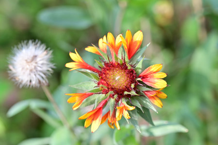 Flower of Gaillardia pulchella in the garden.