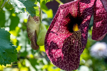 Close up of a purple flower on a plant in a garden.の写真素材