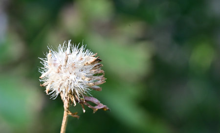 Dry flower on blurred green background. Shallow depth of field.の写真素材