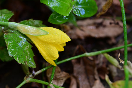 Yellow flower with water droplets on petals and green leaves.の写真素材