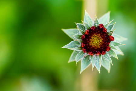 Thistle xanthium)