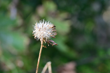 Close up of a dandelion seed head in the field.