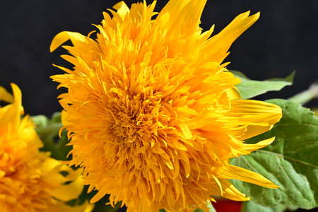 Yellow sunflower on a black background. Shallow depth of field.の写真素材