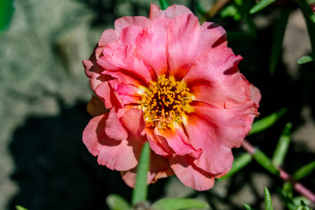 Portulaca grandiflora or Pigweed or Little Hogweed or Pusley flowerの写真素材