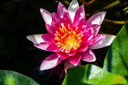 Beautiful water lily or lotus flower in the pond.