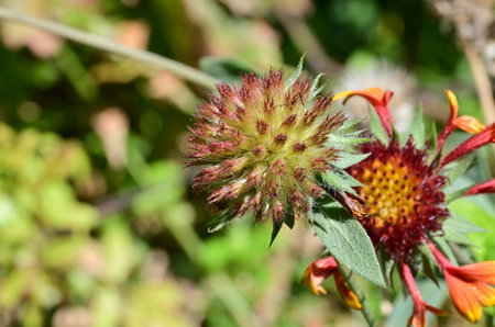 Flowering red flower of Gaillardia pulcherrimaの写真素材