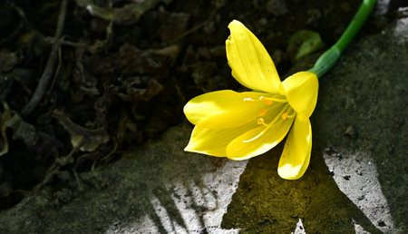 Yellow crocus flower on a stone in the garden. Spring background.