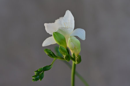 White freesia flower,Gran Canaria,Spain.の写真素材