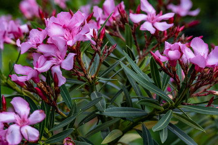 Pink oleander flowers blooming in the garden, close up.