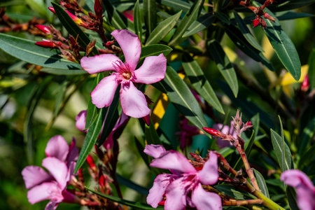 Pink oleander flowers blooming in the garden, selective focus