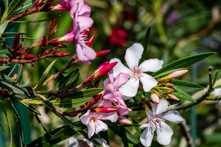 Nerium oleander is a genus of flowering plants in the Oleander family.