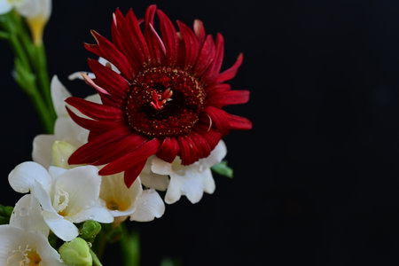 beautiful bouquet of freesia and gerbera on black backgroundの写真素材