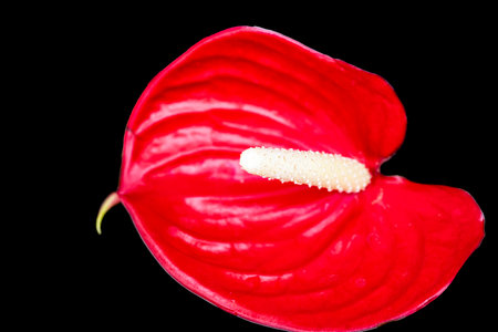 Red anthurium flower isolated on black background. Close up.