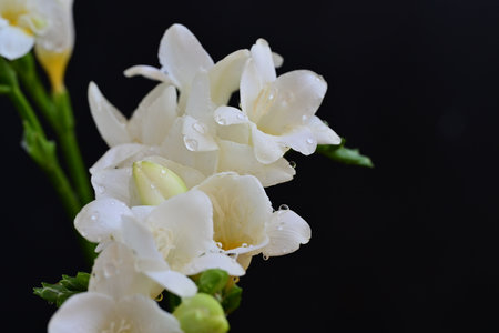 beautiful white freesia flower on black background, close up