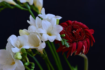 Bouquet of freesia and gerbera on black background