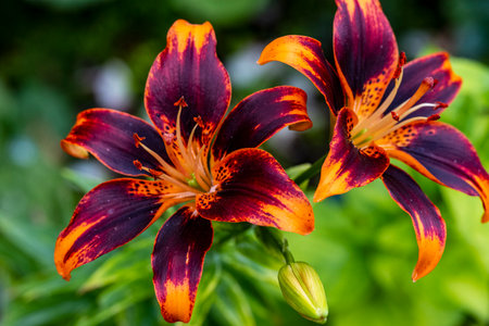 Close up of tiger lily, Thailand. (Lilium)の写真素材