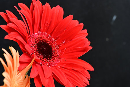 red gerbera flower on black background, closeup of photoの写真素材