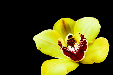 Yellow orchid isolated on black background. Close up. Studio photography.の写真素材