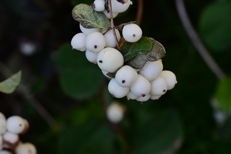 Close up of white berries on a bush in the autumn garden.の写真素材