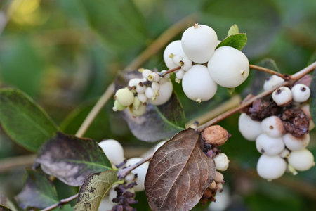 White berries of snowberry on a branch in the autumn forest.