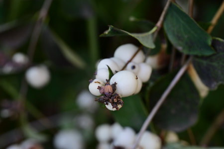 White snowberry on the branches of a bush in the forest.の写真素材