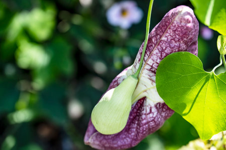 Purple passion fruit flower with green leaves and white flowers in the gardenの写真素材