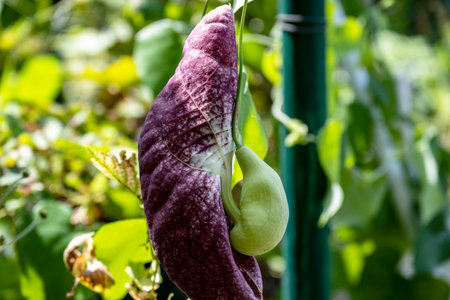 Close up of a flower in a vegetable garden, stock photo imageの写真素材