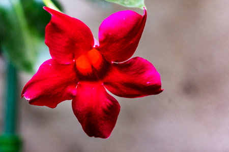 Beautiful red flower in the garden, closeup of photo.の写真素材
