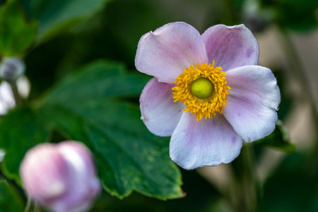 Japanese anemone (Anemone japonica) flowerの写真素材