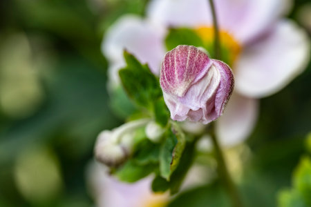 Close up of a white flower with pink petals in a gardenの写真素材