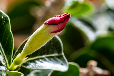 Desert Rose or Impala Lily or Mock Azalea flowerの写真素材