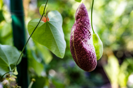 Carnivorous pitcher plant growing in the gardenの写真素材