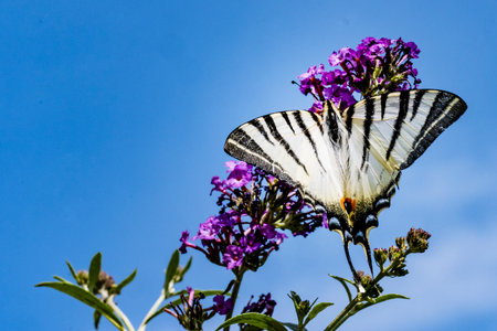 Scarce Swallowtail butterfly on Buddleja davidii flowerの写真素材