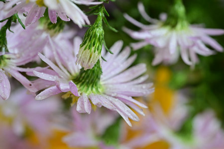 Close-up of pink chrysanthemum with water dropsの写真素材