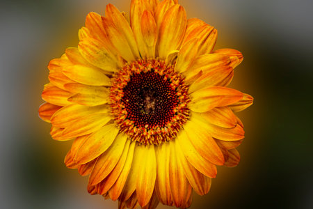 Close up of a yellow gerbera daisy in a garden