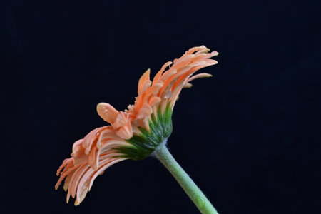 Orange gerbera flower isolated on black background. Close up.