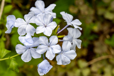 Plumbago auriculata (plumbago auriculata)