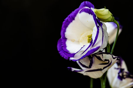 White and purple eustoma flowers on a black background close up