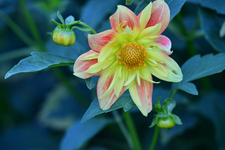 Dahlia flower in the garden, closeup of a flowerの写真素材