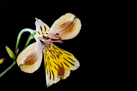Yellow alstroemeria flower isolated on black background with copy spaceの写真素材