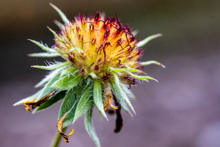 Close-up of a flower in the forest. Shallow depth of fieldの写真素材