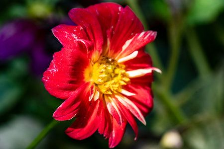 Red dahlia flower close-up on a blurred background.の写真素材