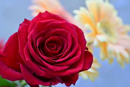 Red rose and yellow gerbera in a vase on a blue backgroundの写真素材