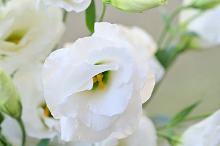 Beautiful white eustoma flowers close-up, soft focusの写真素材