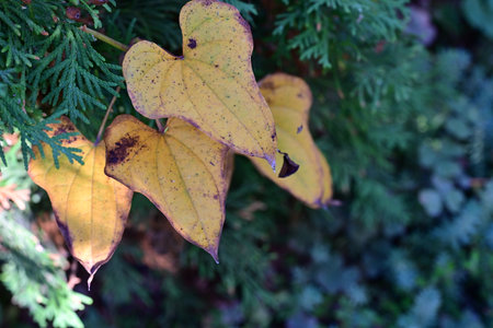 Yellow leaves of a coniferous tree close-up. Selective focus.